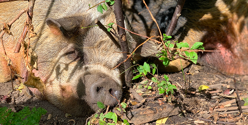 een uitspraak onderzocht vanuit de praktische filosofie